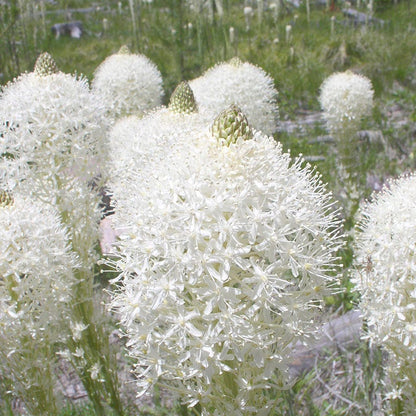Bear Grass
