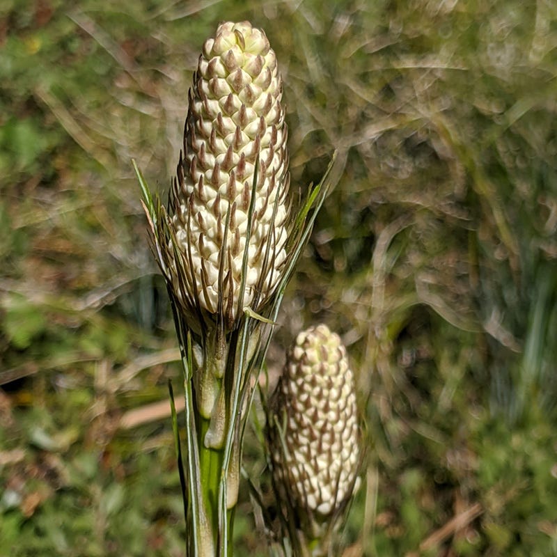 Bear Grass