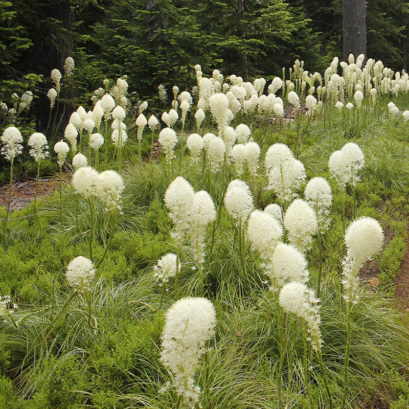 Bear Grass