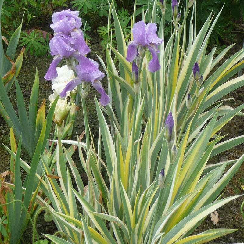 Gold Variegated Sweet Iris