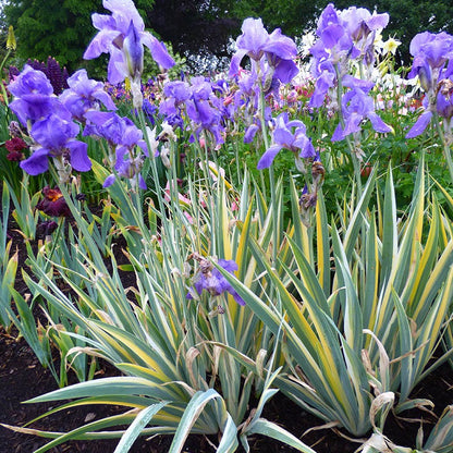 Gold Variegated Sweet Iris