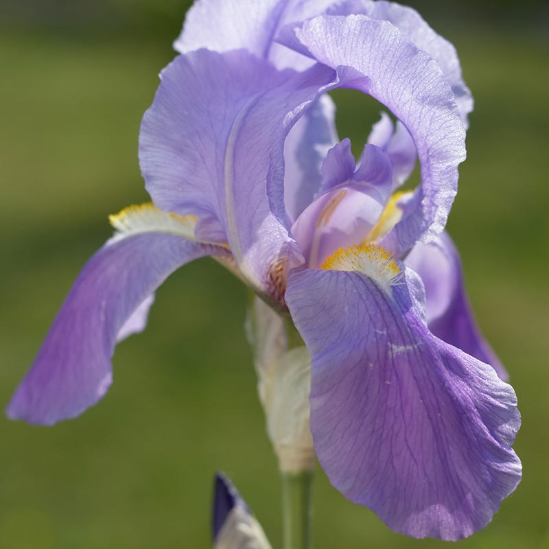 Gold Variegated Sweet Iris