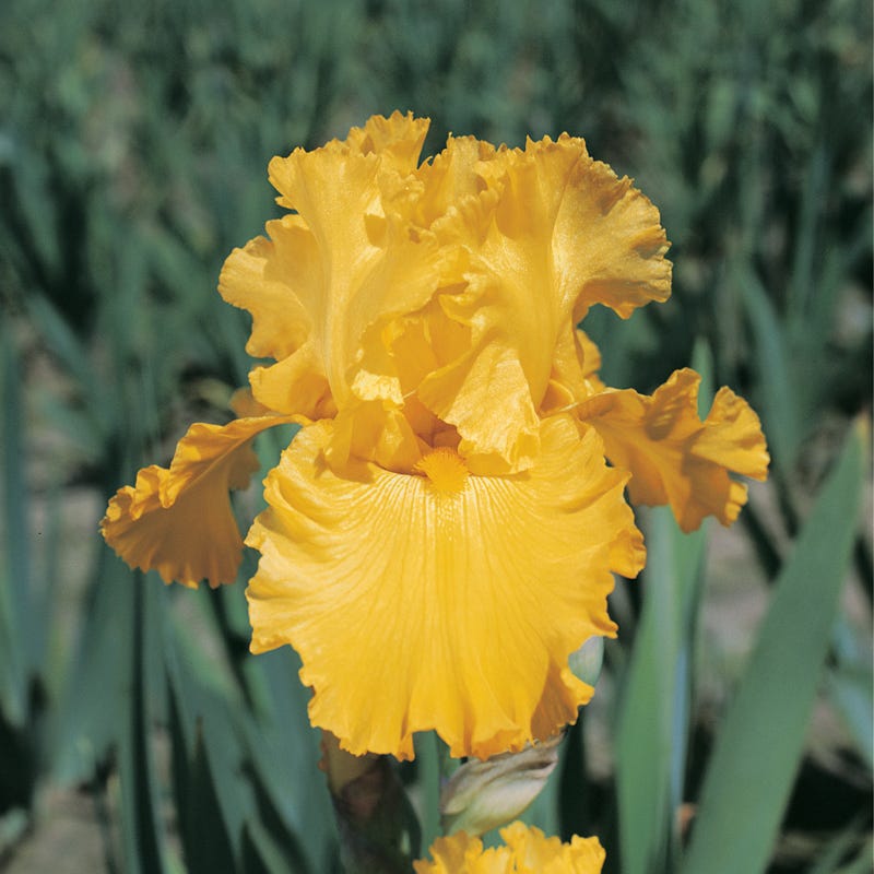 Reblooming Bearded Iris Pure As Gold - Thumbnail 2