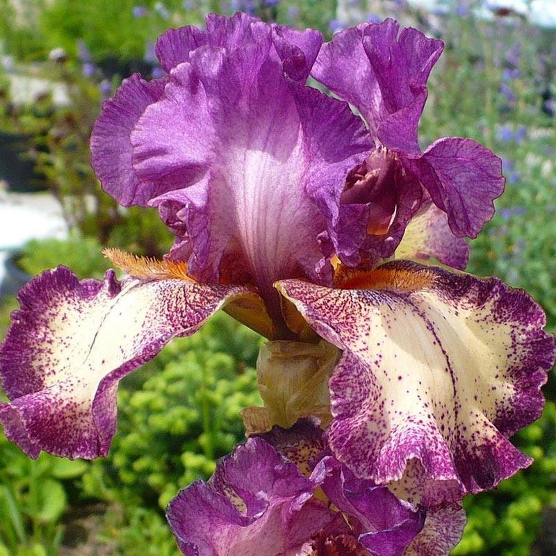 Rockstar Reblooming Bearded Iris