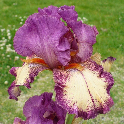 Rockstar Reblooming Bearded Iris