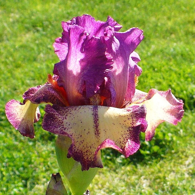 Rockstar Reblooming Bearded Iris