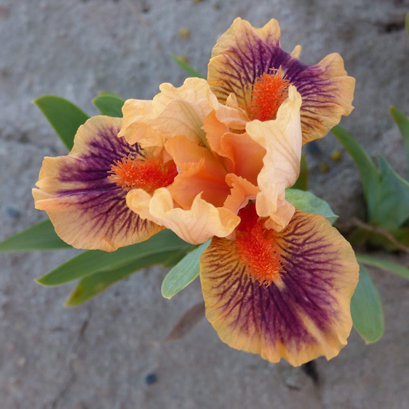 Dwarf Bearded Iris Bear's Ears - Thumbnail 2