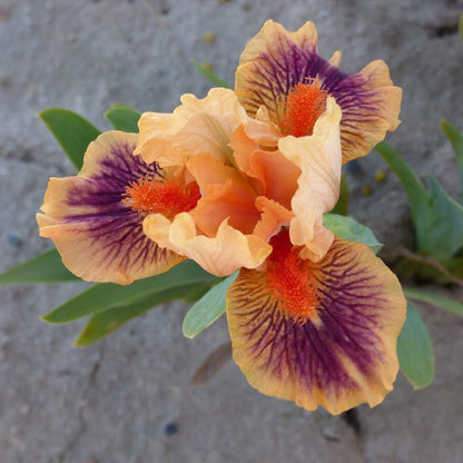 Bear's Ears Dwarf Bearded Iris