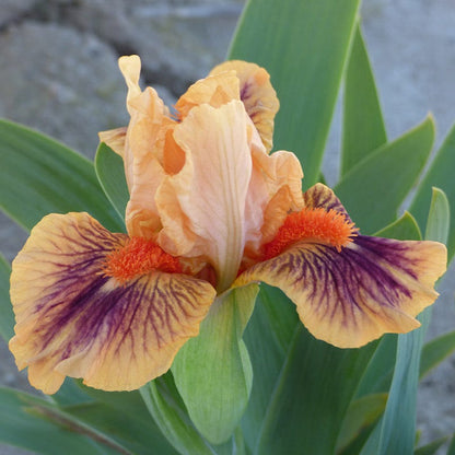 Bear's Ears Dwarf Bearded Iris