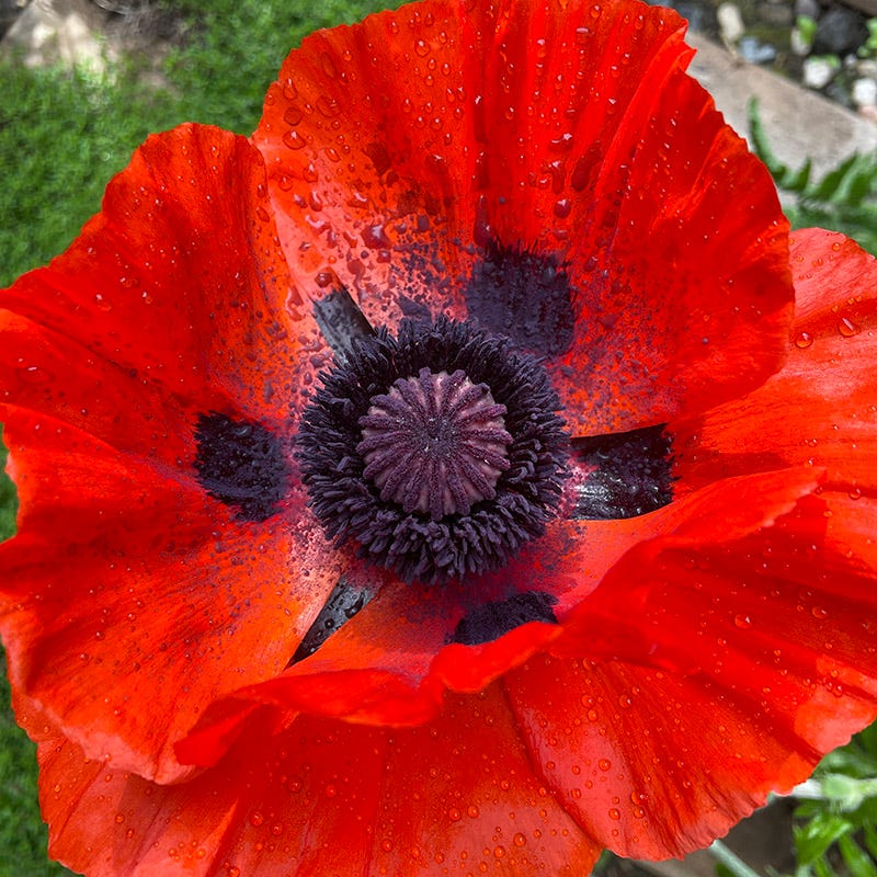 High Country Gardens Beauty of Livermere Oriental Poppy