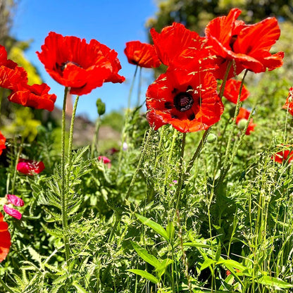Beauty of Livermere Oriental Poppy
