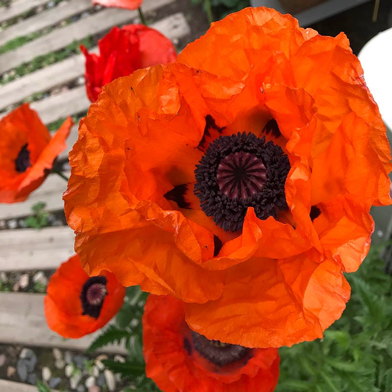 100 Beauty Of Livermere Oriental Poppy Seeds - Papaver Orientale Flower Seeds
