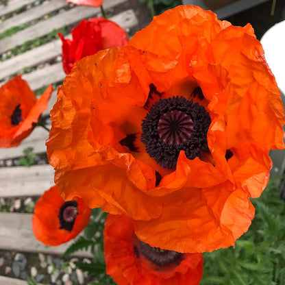 Beauty of Livermere Oriental Poppy