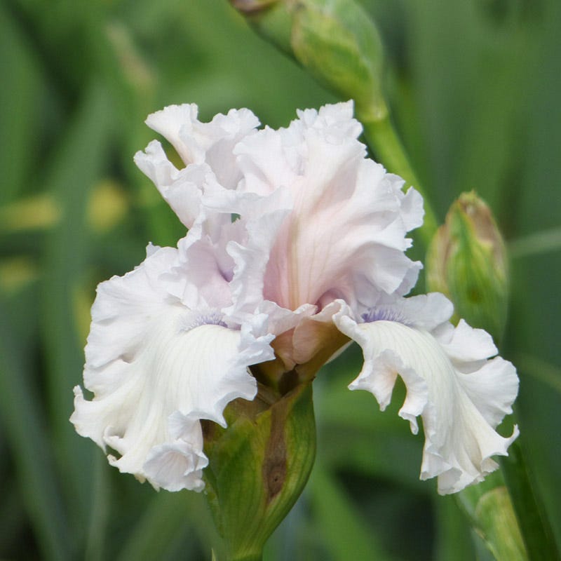 Beauty Within Bearded Iris