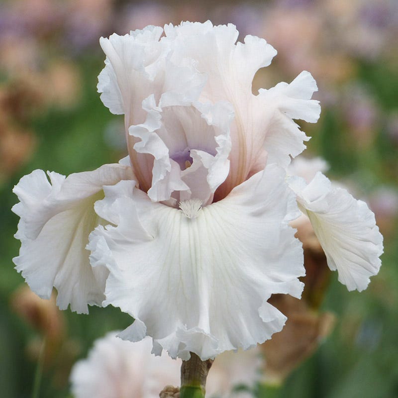 Beauty Within Bearded Iris - Thumbnail 2
