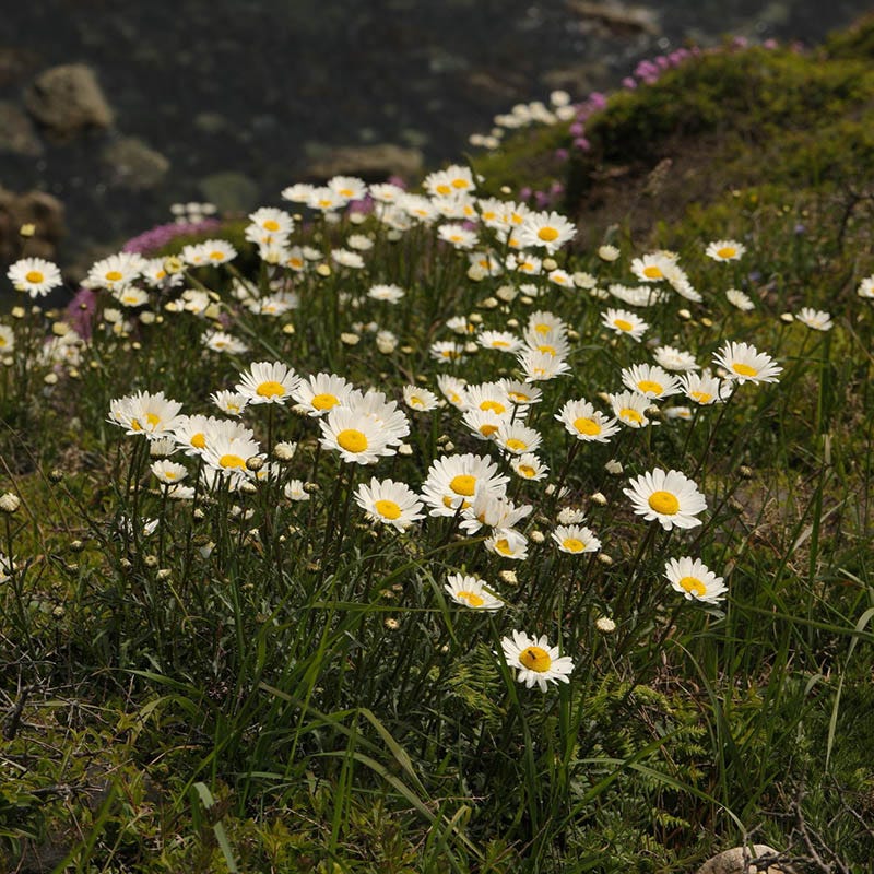 Becky Shasta Daisy, Leucanthemum