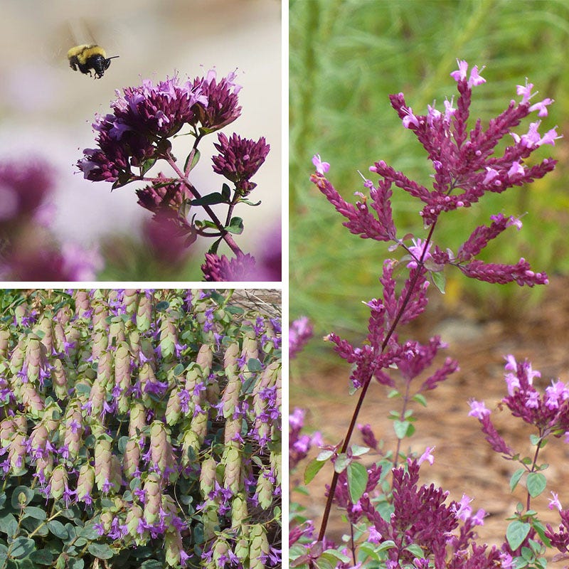 High Country Gardens Bee Bonanza Ornamental Oregano Collection - Thumbnail 3