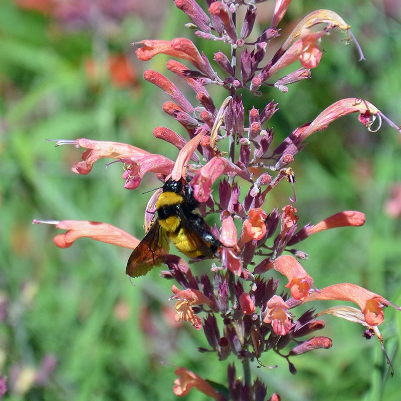 FlowerKisser® Silver Inferno Agastache