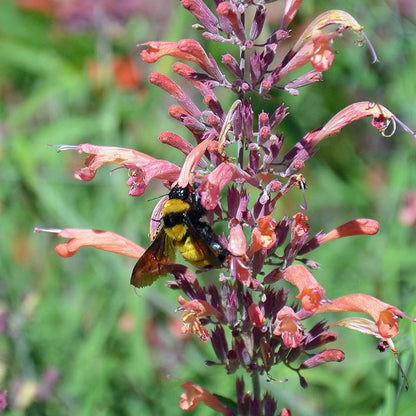 FlowerKisser® Silver Inferno Agastache