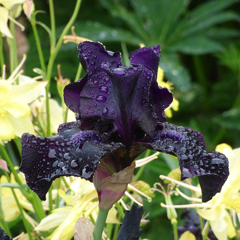 Before The Storm Bearded Iris