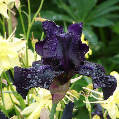 Mountain Shadows Bearded Iris Collection