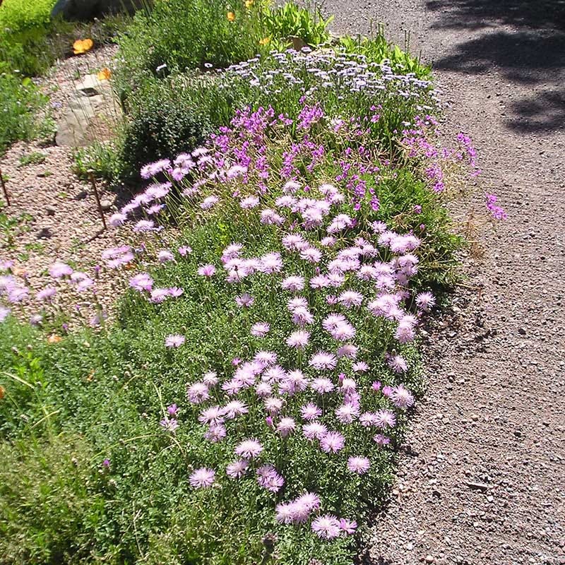 Bellina Pink Cornflower
