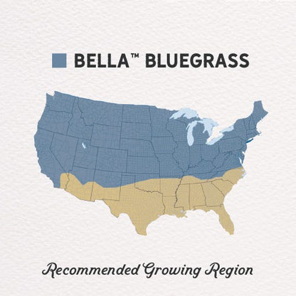 Bella™ Bluegrass Grass Plugs