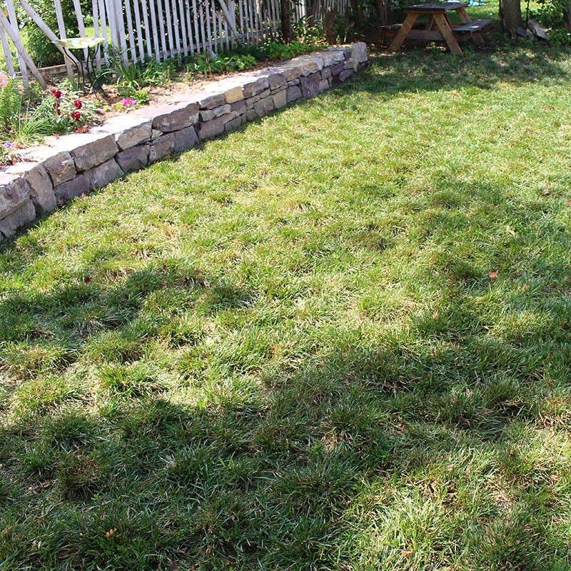 Bella™ Bluegrass Grass Plugs