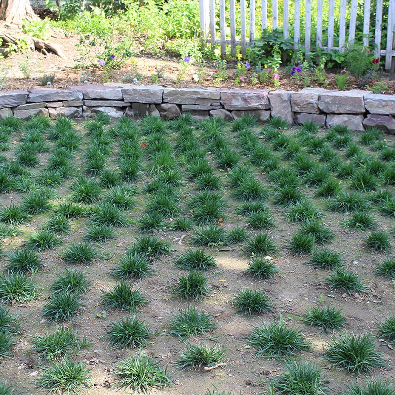 Bella™ Bluegrass Grass Plugs