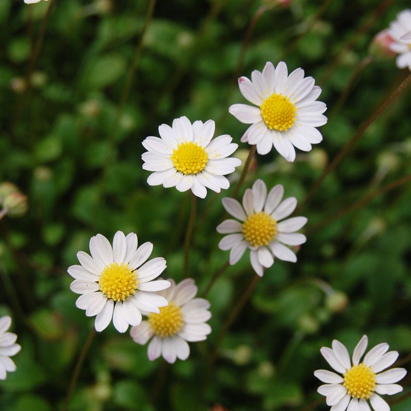 Miniature Mat Daisy (Bellium)