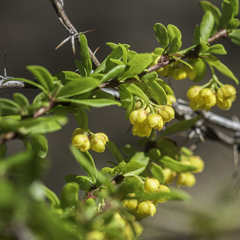 Fendler's Barberry (Berberis)