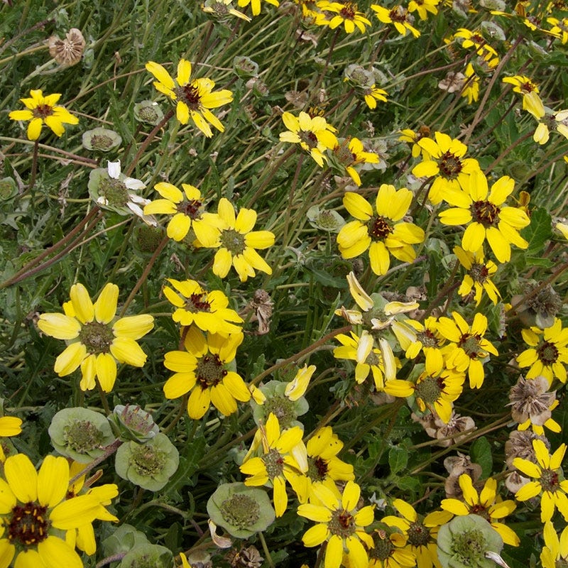 Mora County Chocolate Flower (Berlandiera)