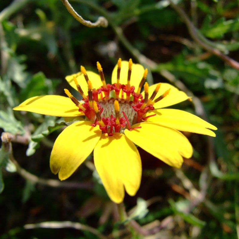 Mora County Chocolate Flower (Berlandiera)