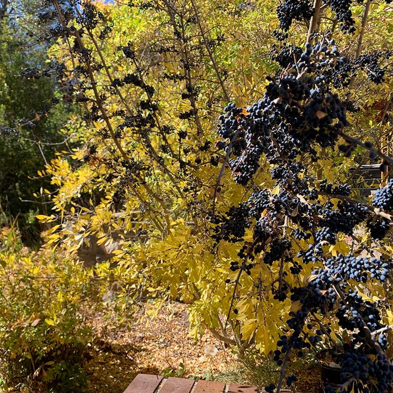 Berry Girl New Mexico Privet - Thumbnail 2