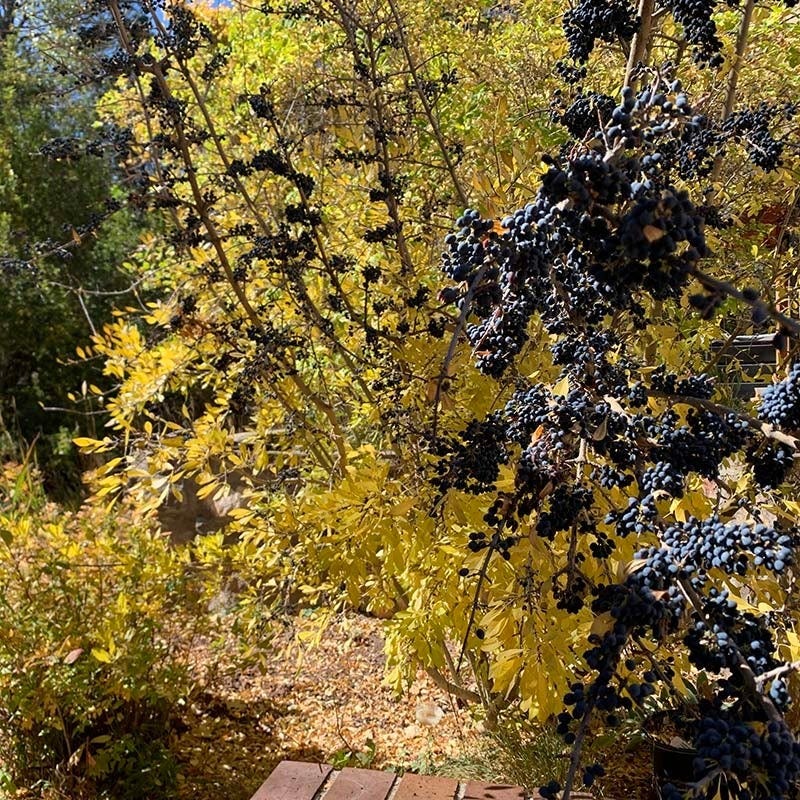 Native Intermountain West Songbird Pre-Planned Garden