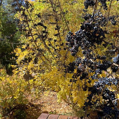 Native Intermountain West Songbird Pre-Planned Garden