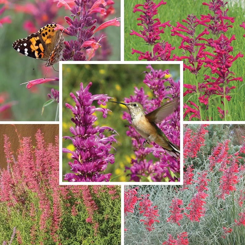Best In Show Agastache Collection