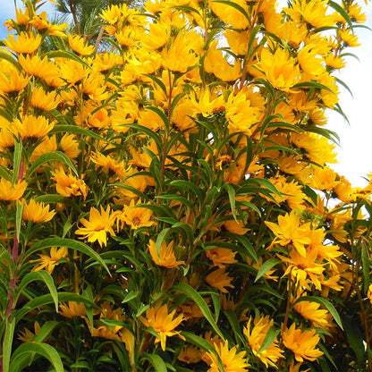 Habitat Hero Birdwatcher Pre-Planned Garden