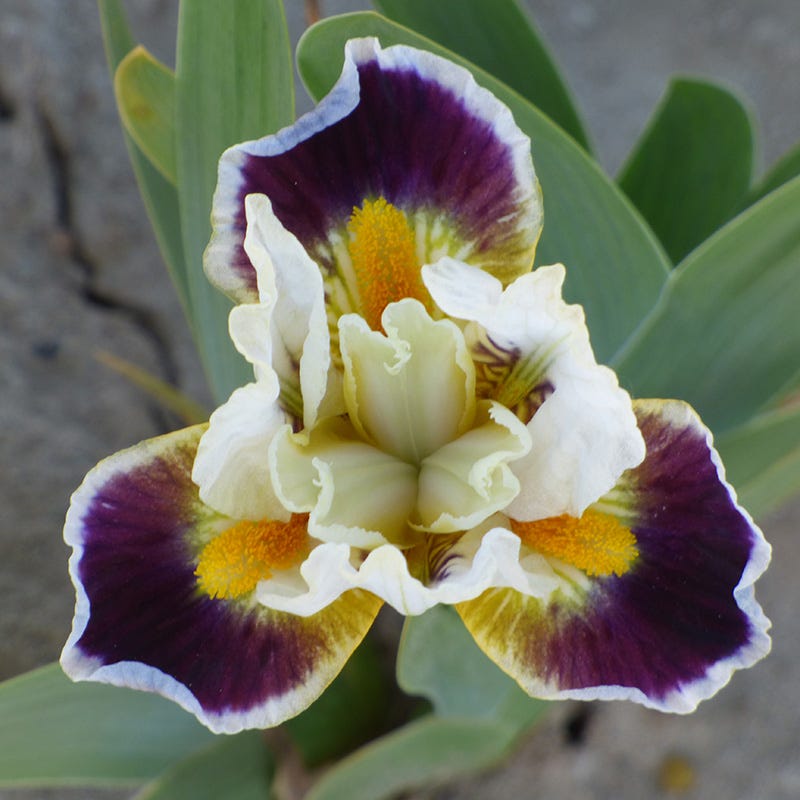 Dwarf Bearded Iris Bighorn - Thumbnail 2