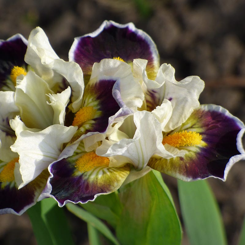 Dwarf Bearded Iris Bighorn