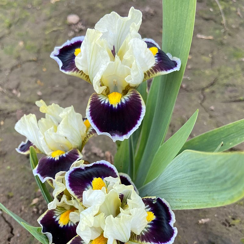 Dwarf Bearded Iris Bighorn - Thumbnail 3