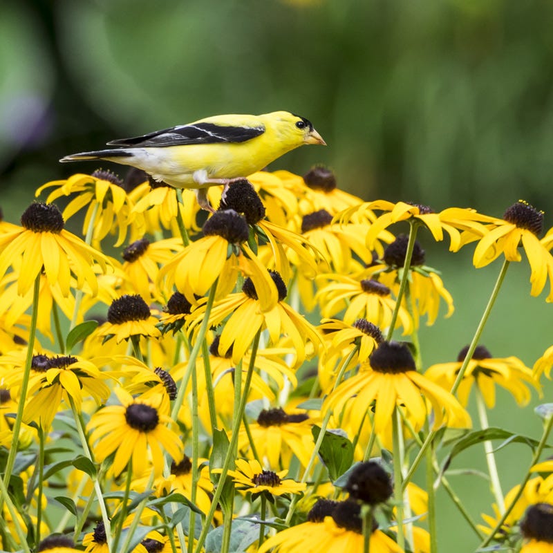 Goldsturm Black Eyed Susan