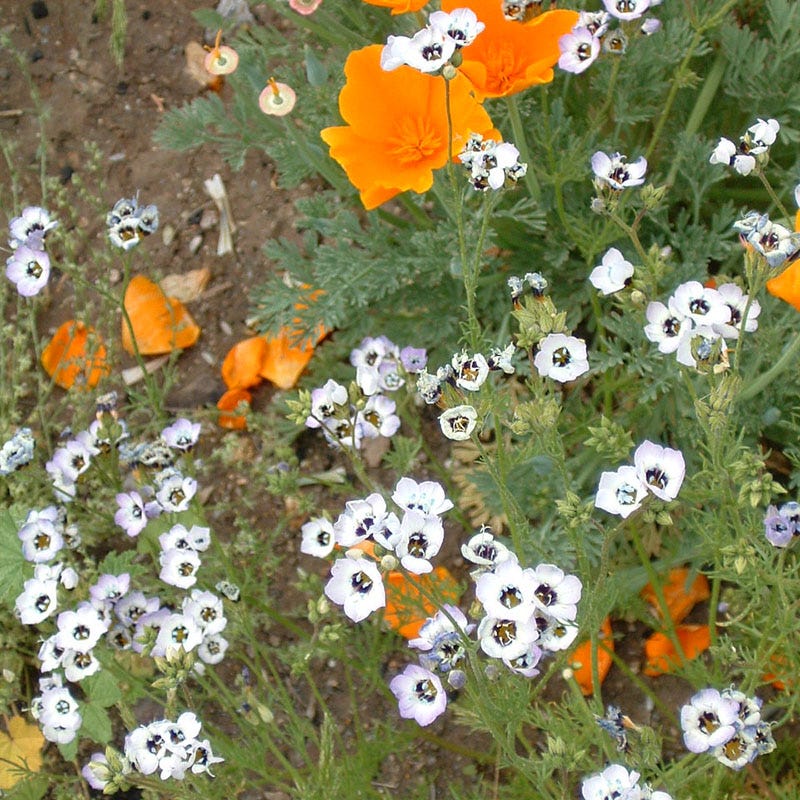 Western Xeriscape Wildflower Seed Mix