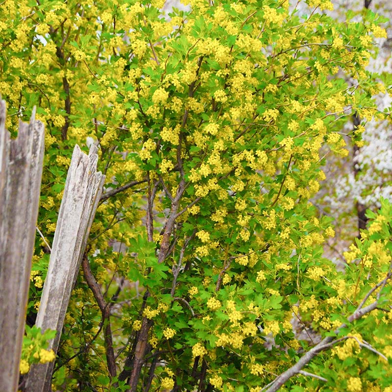 Black Currant (Ribes)