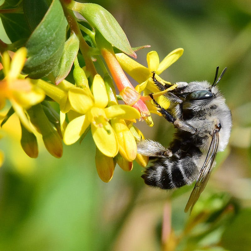 Black Currant (Ribes aureum) - Thumbnail 3