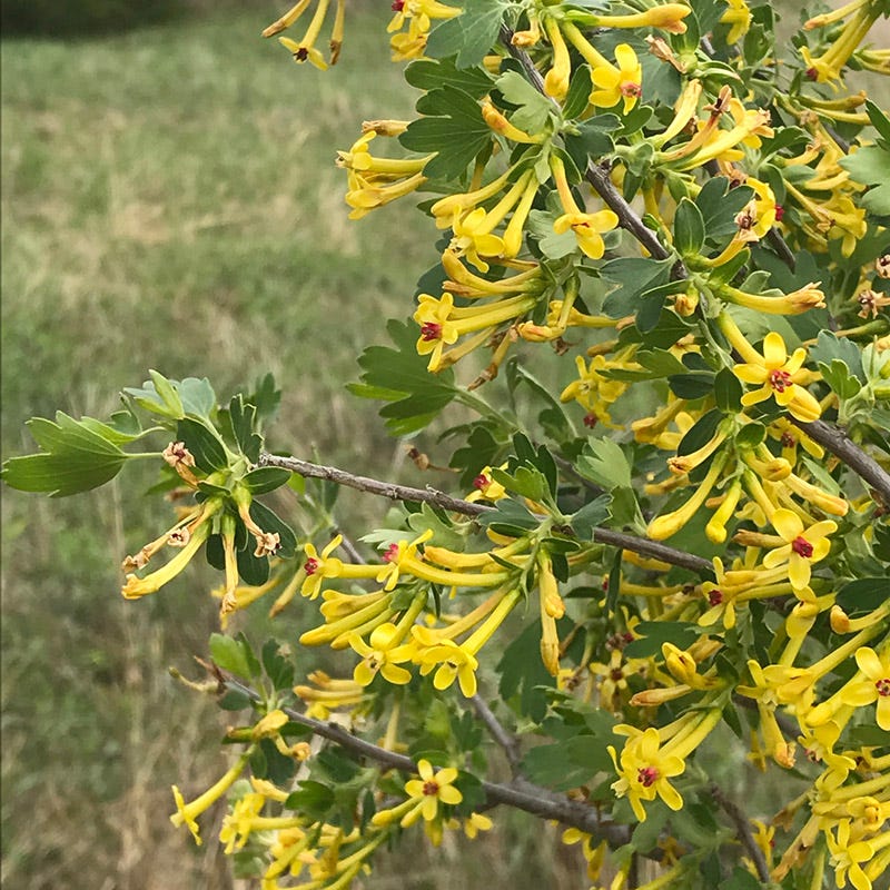 Black Currant (Ribes aureum)