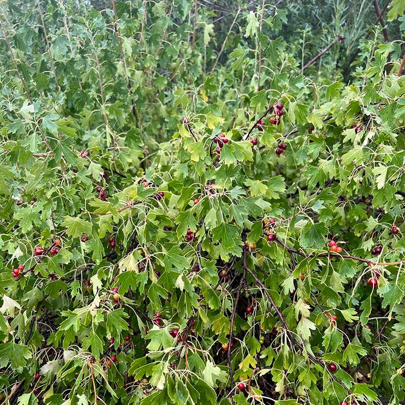 Black Currant (Ribes)