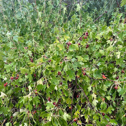 Black Currant (Ribes)