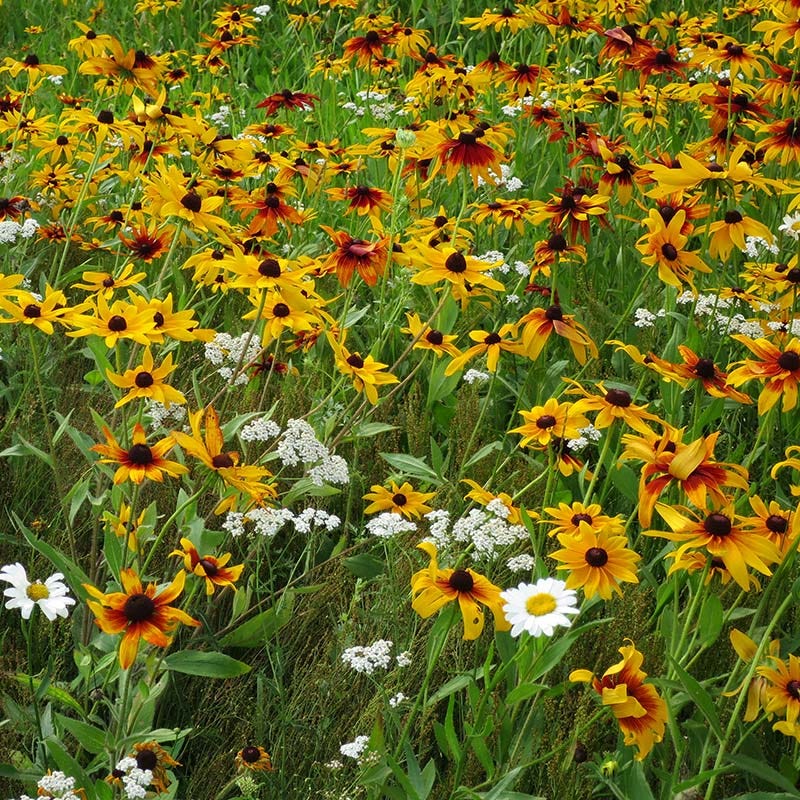 cost of wildflower seeds Dry Area Wildflower Seed Mix