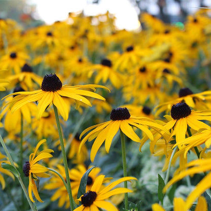 Black Eyed Susan Seeds (Rudbeckia)